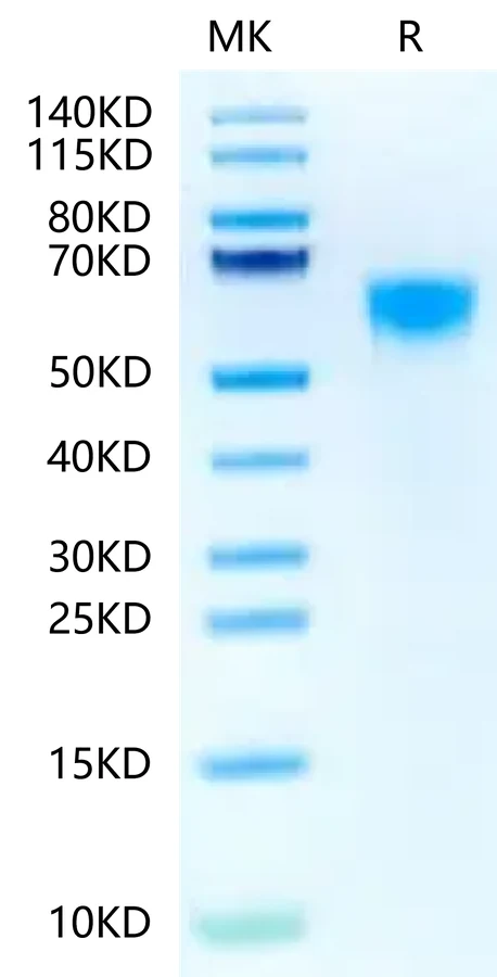 IL3-HB002 Bis-Tris-PAGE-white result