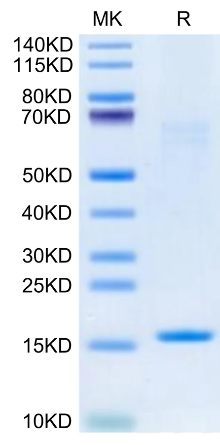 IL3-HP001 Bis-Tris-PAGE-white result