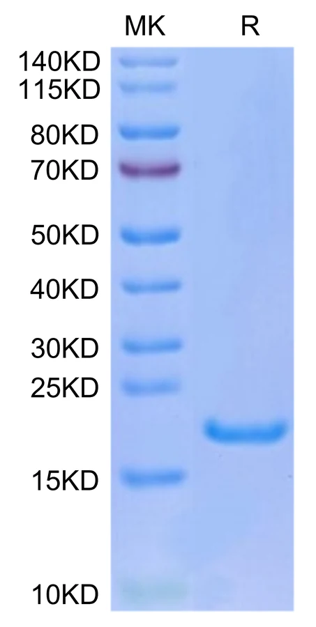 IL33-HP001 Bis-Tris-PAGE-white result