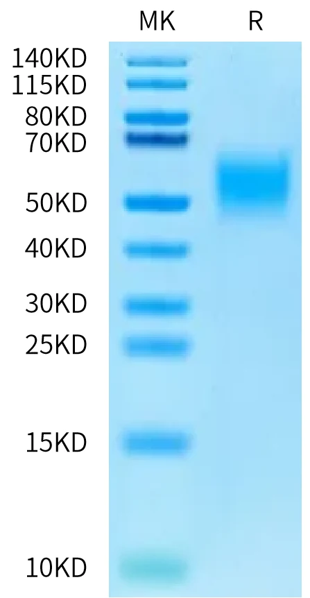IL4-CB002 Bis-Tris-PAGE-white result