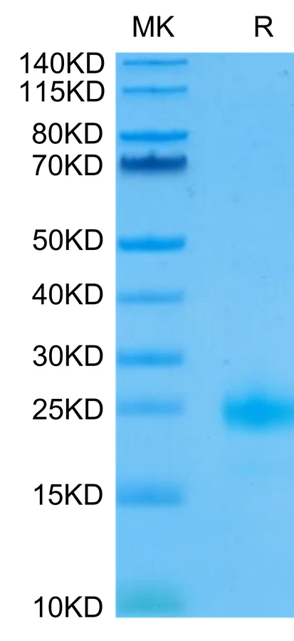 IL4-HB002 Bis-Tris-PAGE-white result
