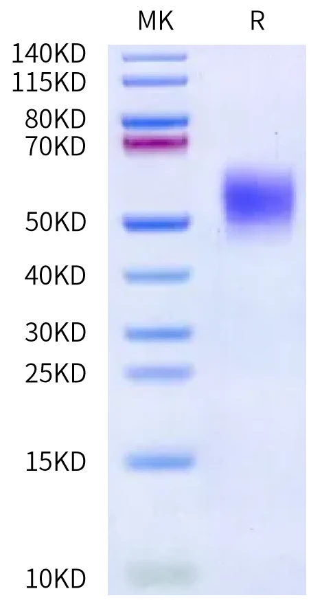 IL4-HB003 Bis-Tris-PAGE-white result