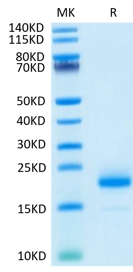 IL4-HP001 Bis-Tris-PAGE-white result