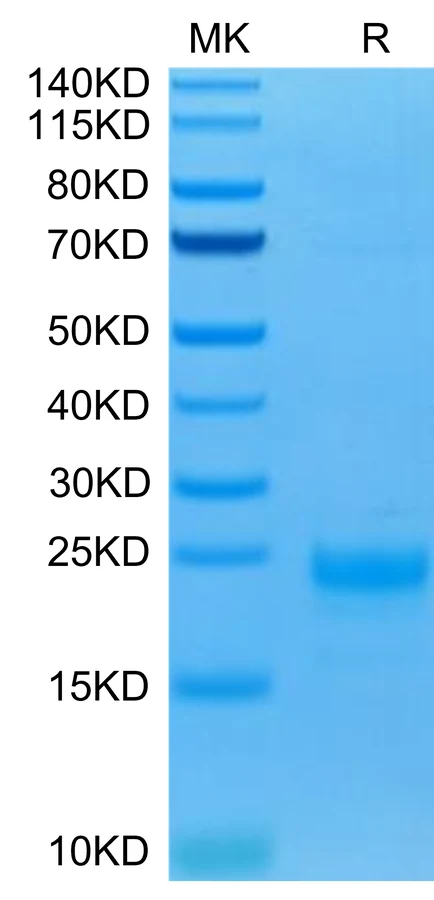 IL5-HB001 Bis-Tris-PAGE-white result