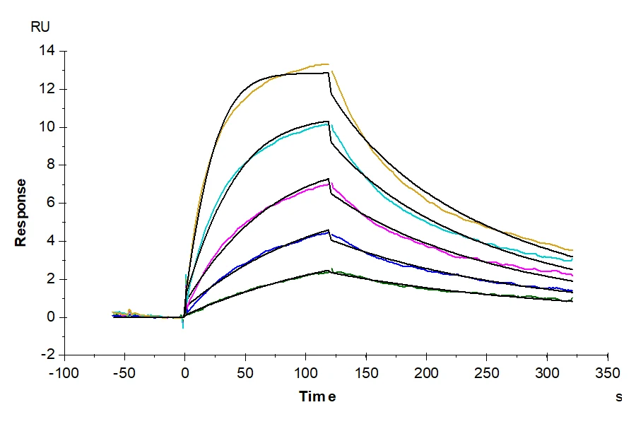 IL5-HB001 SPR result