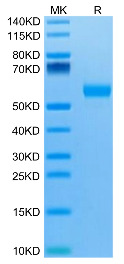 IL5-HB002 Bis-Tris-PAGE-white result