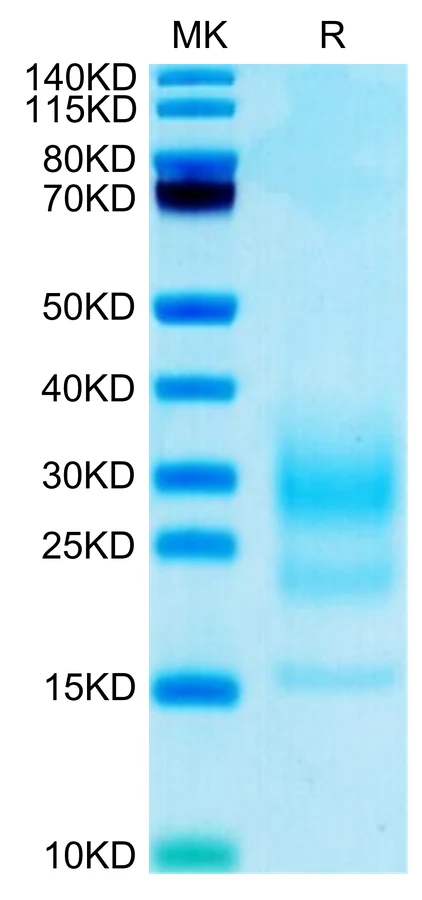 IL5-MB001 Bis-Tris-PAGE-white result