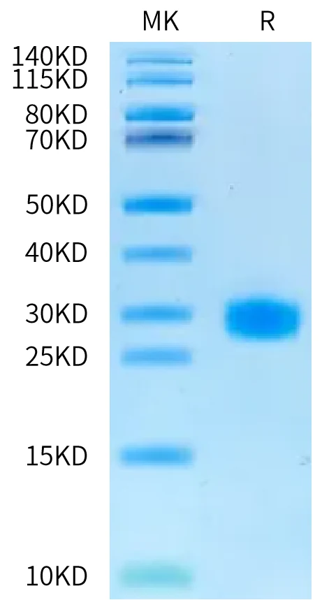 IL6-CB002 Bis-Tris-PAGE-white result