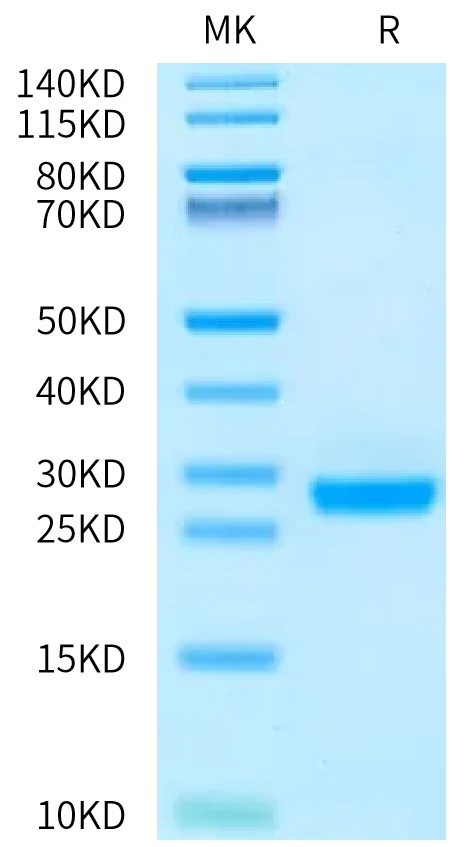 IL6-HB003 Bis-Tris-PAGE-white result