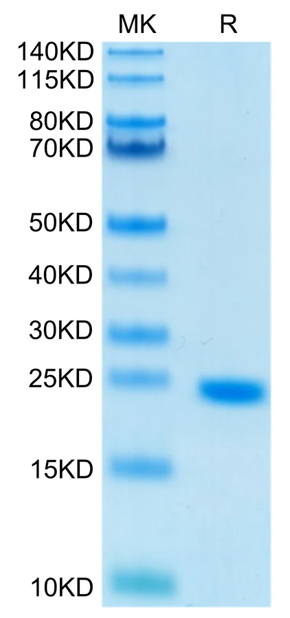 IL6-HP001 Bis-Tris-PAGE-white result