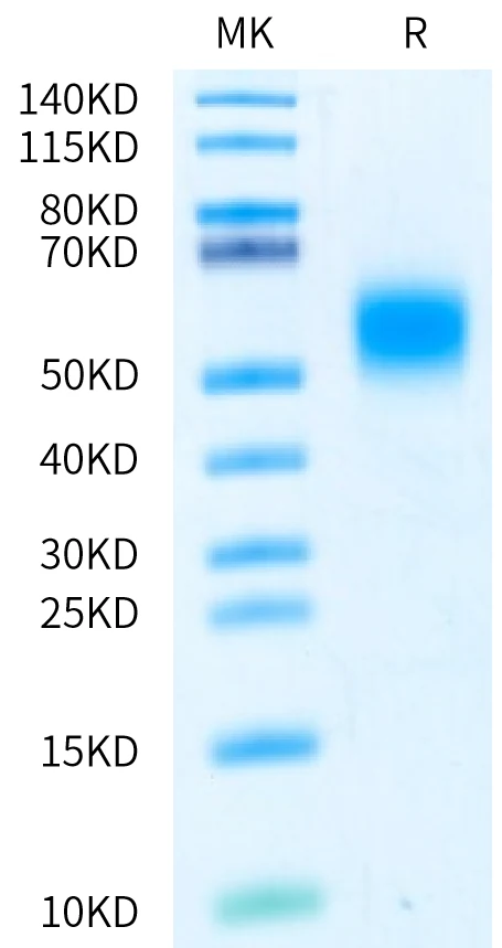 IL7-HB001 Bis-Tris-PAGE-white result