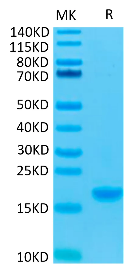 IL7-HP001 Bis-Tris-PAGE-white result