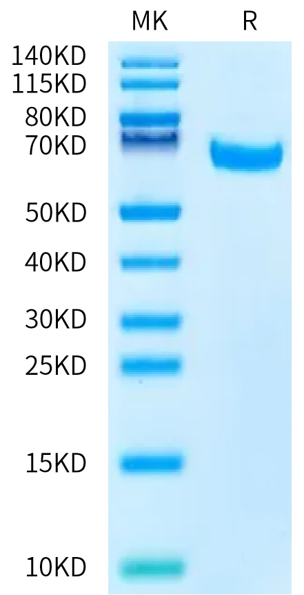 IRTA4-HB001 Bis-Tris-PAGE-white result