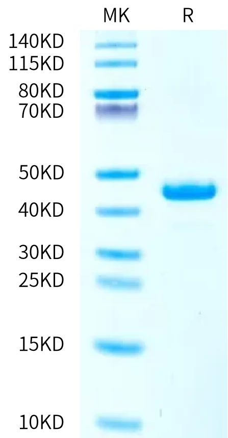 ITPRIPL1-HF001 Bis-Tris-PAGE-white result