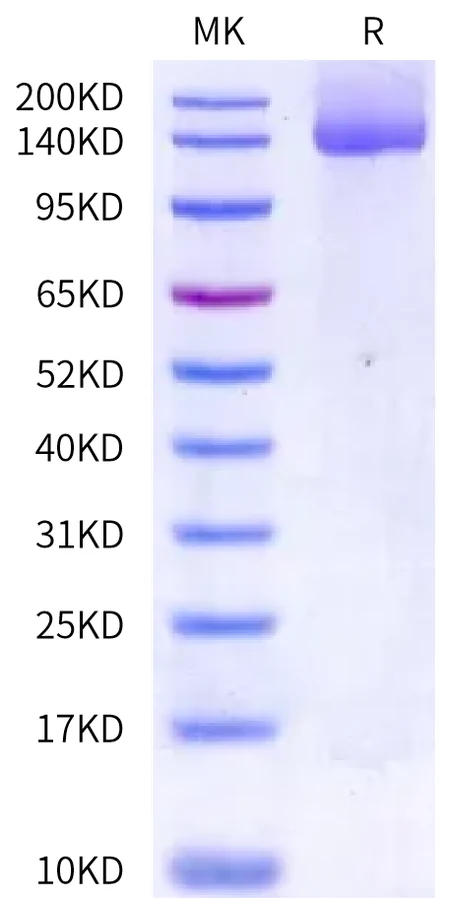 JAGGED1-HP001 Bis-Tris-PAGE-white result