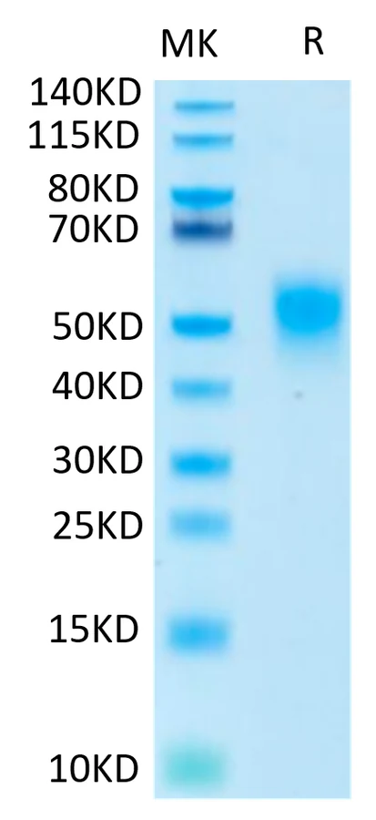 KIR2DL1-HB001 Bis-Tris-PAGE-white result