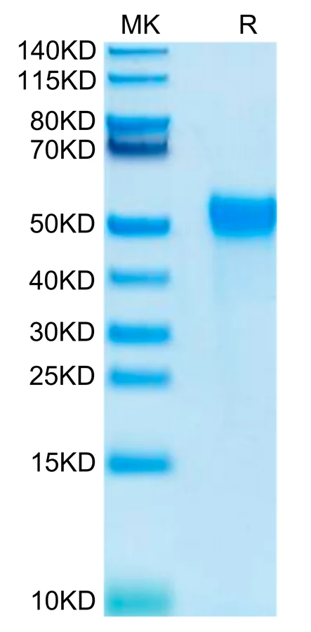 KIR2DL2-HB001 Bis-Tris-PAGE-white result