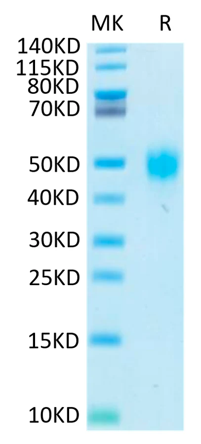 KIR2DL3-HB001 Bis-Tris-PAGE-white result