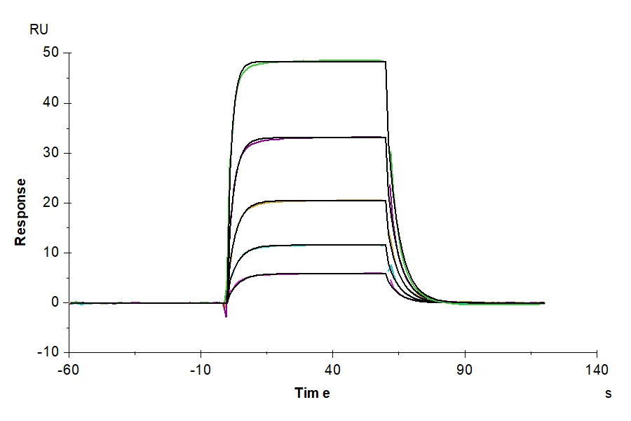 KIR3DL3-HB001 SPR result