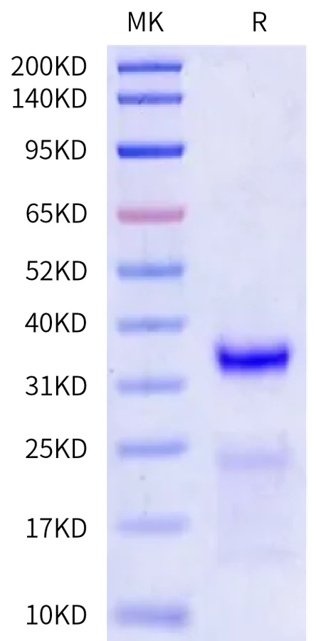 KLK2-HB001 Bis-Tris-PAGE-white result