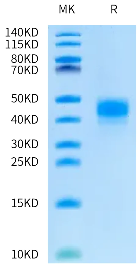 KLK5-HB001 Bis-Tris-PAGE-white result