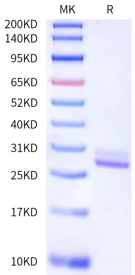 KLK7-HB001 Bis-Tris-PAGE-white result