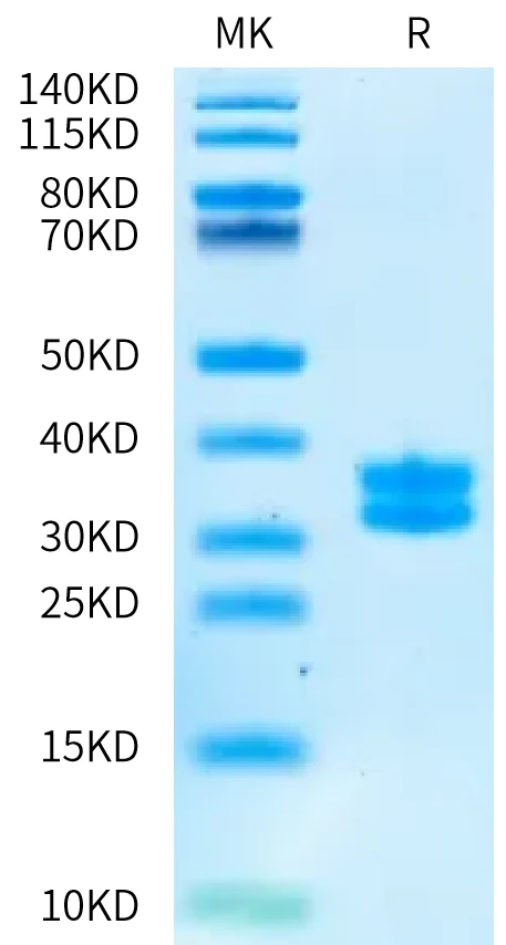 KLK7-HB002 Bis-Tris-PAGE-white result