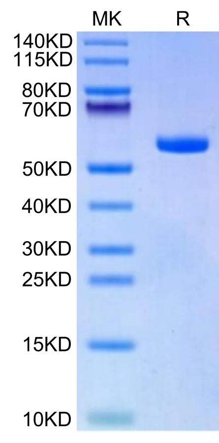KRASG12A-HB001 Bis-Tris-PAGE-white result
