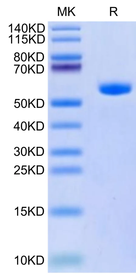 KRASG12A-HP001 Bis-Tris-PAGE-white result