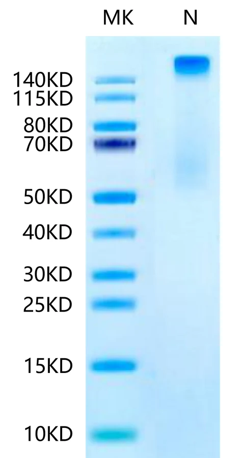 KRASG12A-HP002 Bis-Tris-PAGE-white result