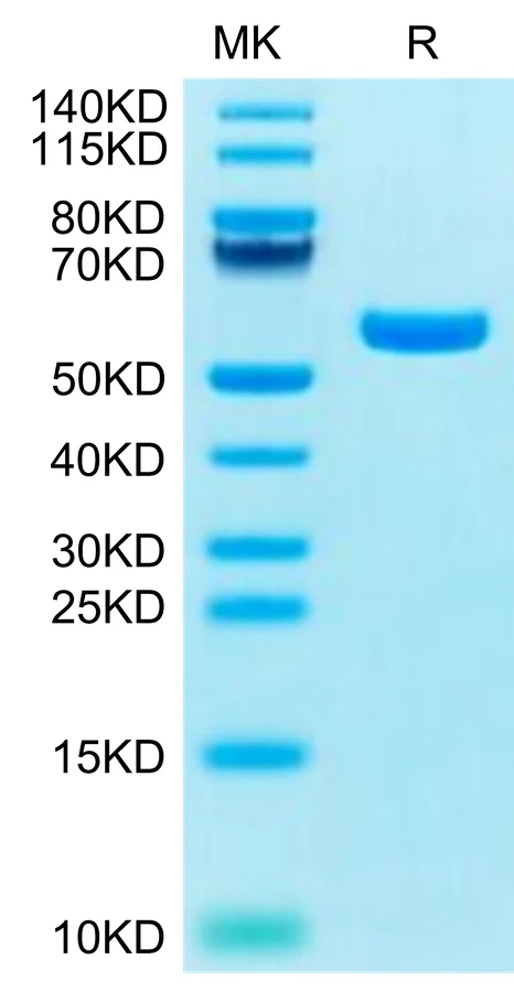 KRASG12C-HB001 Bis-Tris-PAGE-white result