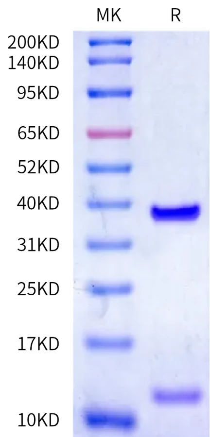 KRASG12C-HB002 Bis-Tris-PAGE-white result