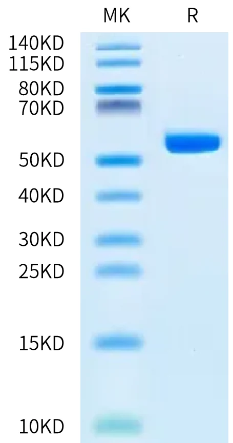 KRASG12C-HP001 Bis-Tris-PAGE-white result