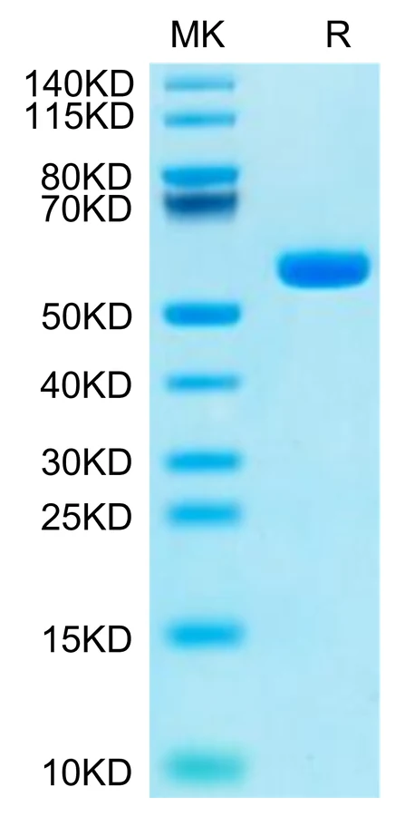 KRASG12C-HP002 Bis-Tris-PAGE-white result
