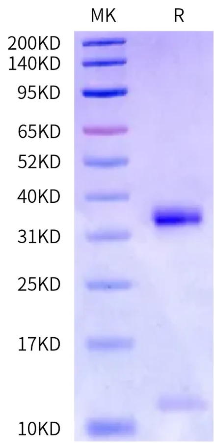 KRASG12C-HP003 Bis-Tris-PAGE-white result
