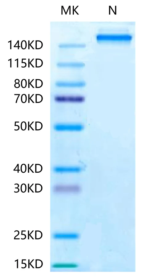 KRASG12C-HP005 Bis-Tris-PAGE-white result