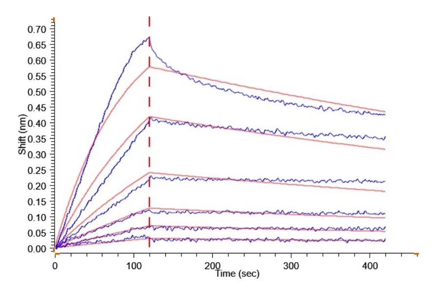 KRASG12D-HB001 BLI result