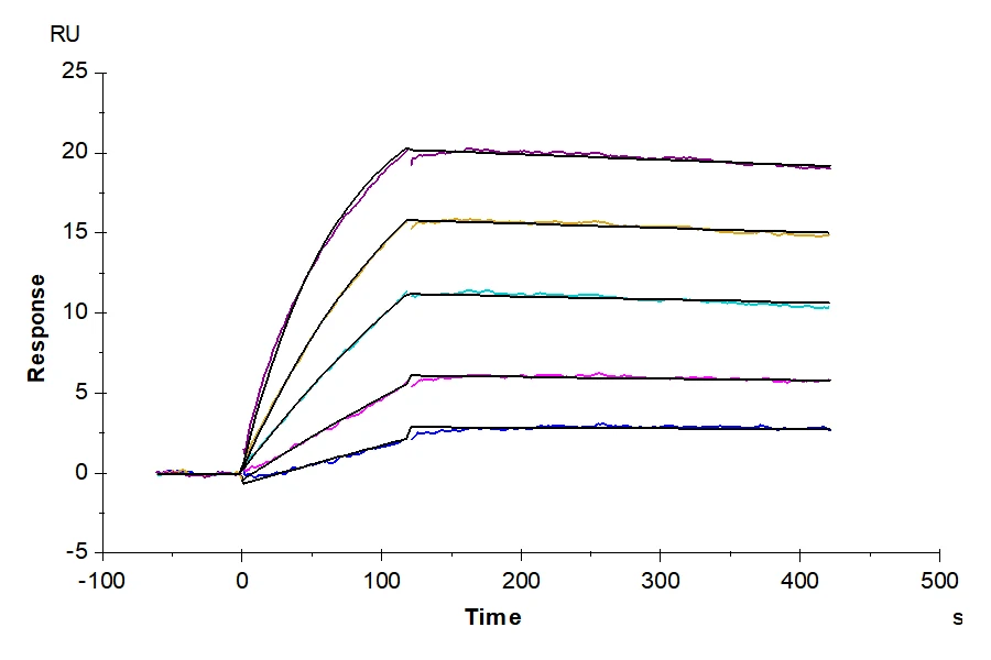 KRASG12D-HB001 SPR-2 result