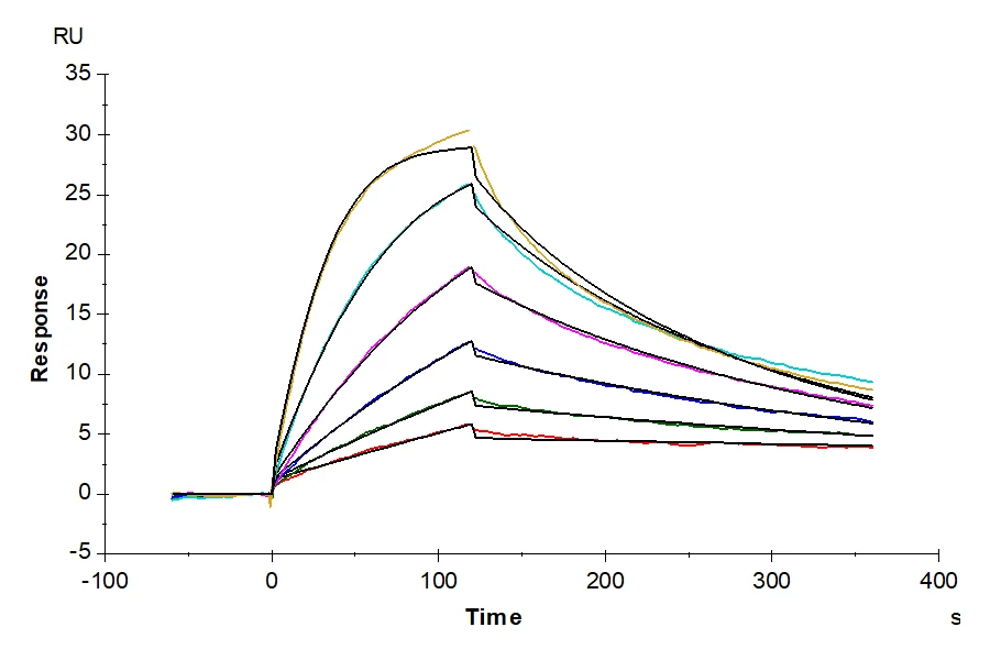 KRASG12D-HB001 SPR result