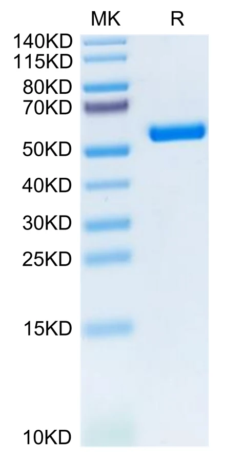 KRASG12D-HB004 Bis-Tris-PAGE-white result