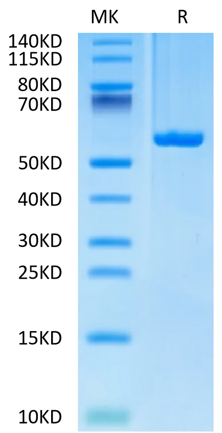 KRASG12D-HB006 Bis-Tris-PAGE-white result
