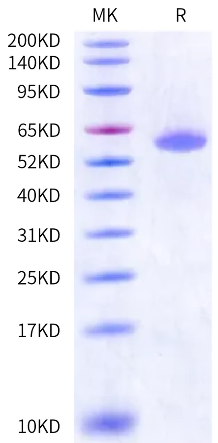 KRASG12D-HB007 Bis-Tris-PAGE-white result