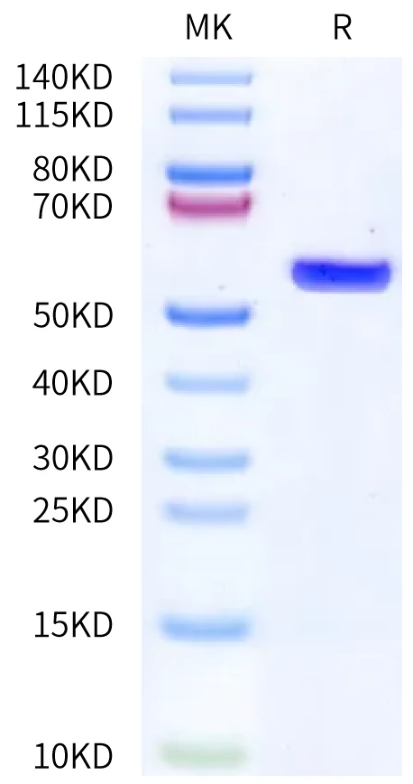 KRASG12D-HB008 Bis-Tris-PAGE-white result