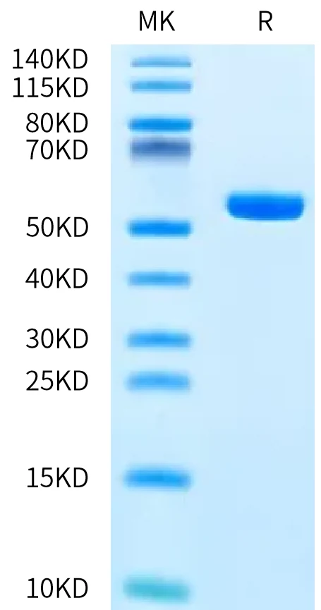 KRASG12D-HP003 Bis-Tris-PAGE-white result
