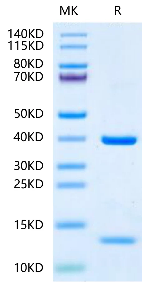 KRASG12D-HP004 Bis-Tris-PAGE-white result