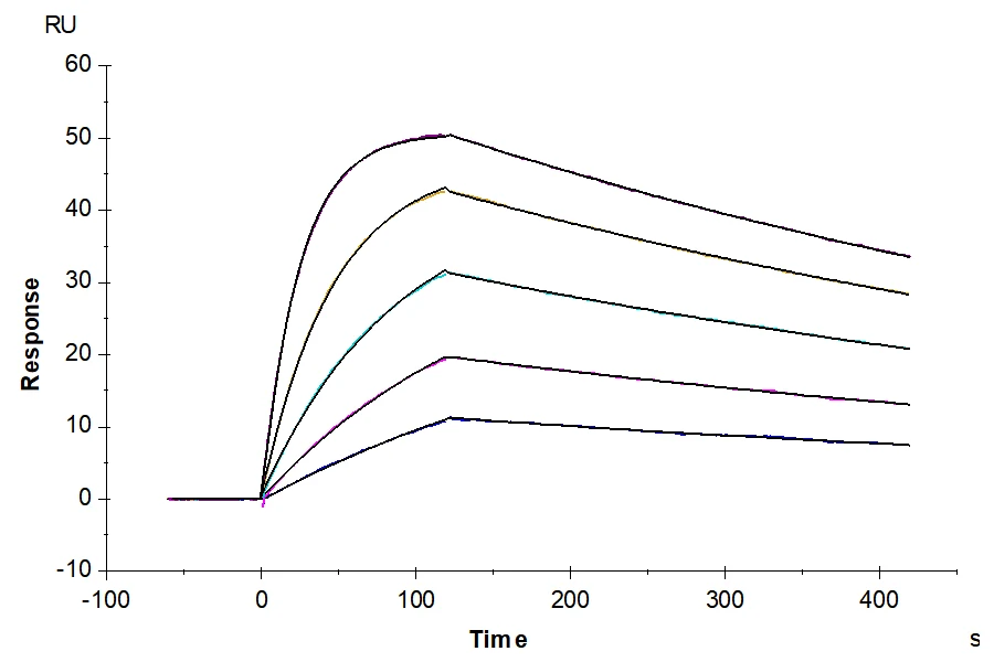 KRASG12D-HP004 SPR result