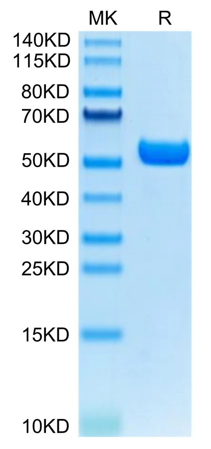 KRASG12D-HP005 Bis-Tris-PAGE-white result