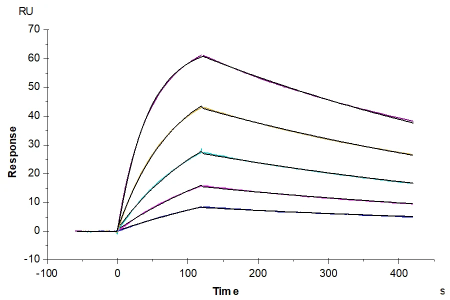 KRASG12D-HP005 SPR result