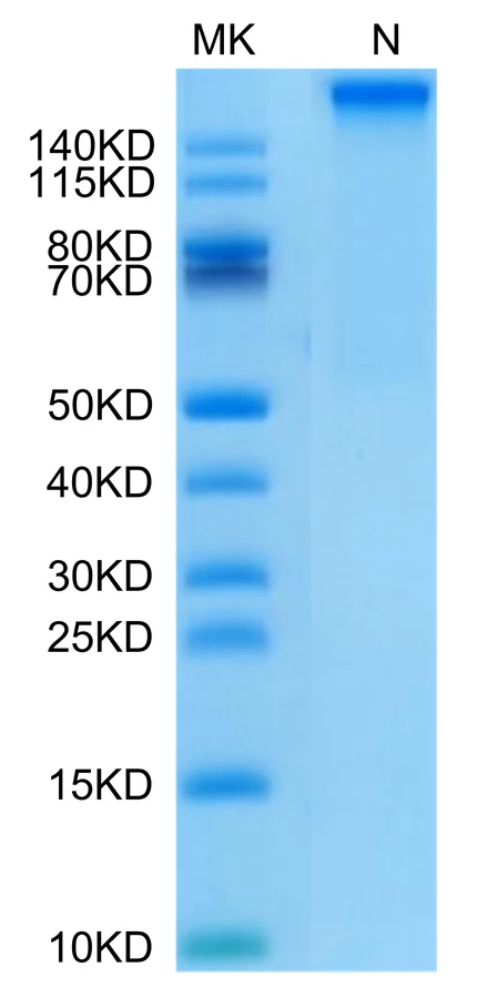 KRASG12D-HP007 Bis-Tris-PAGE-white result