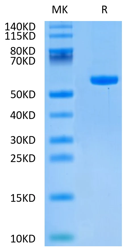 KRASG12D-HP008 Bis-Tris-PAGE-white result